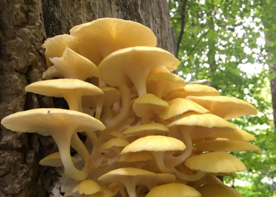 Pleurotus Citrinopileatus: i colori atterrano su NaturNext